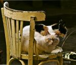 Gatos en una silla.jpg